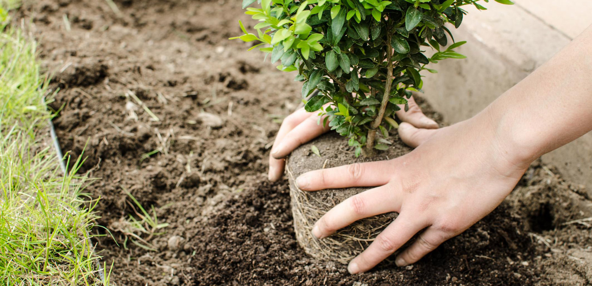 Plantingtransplanting